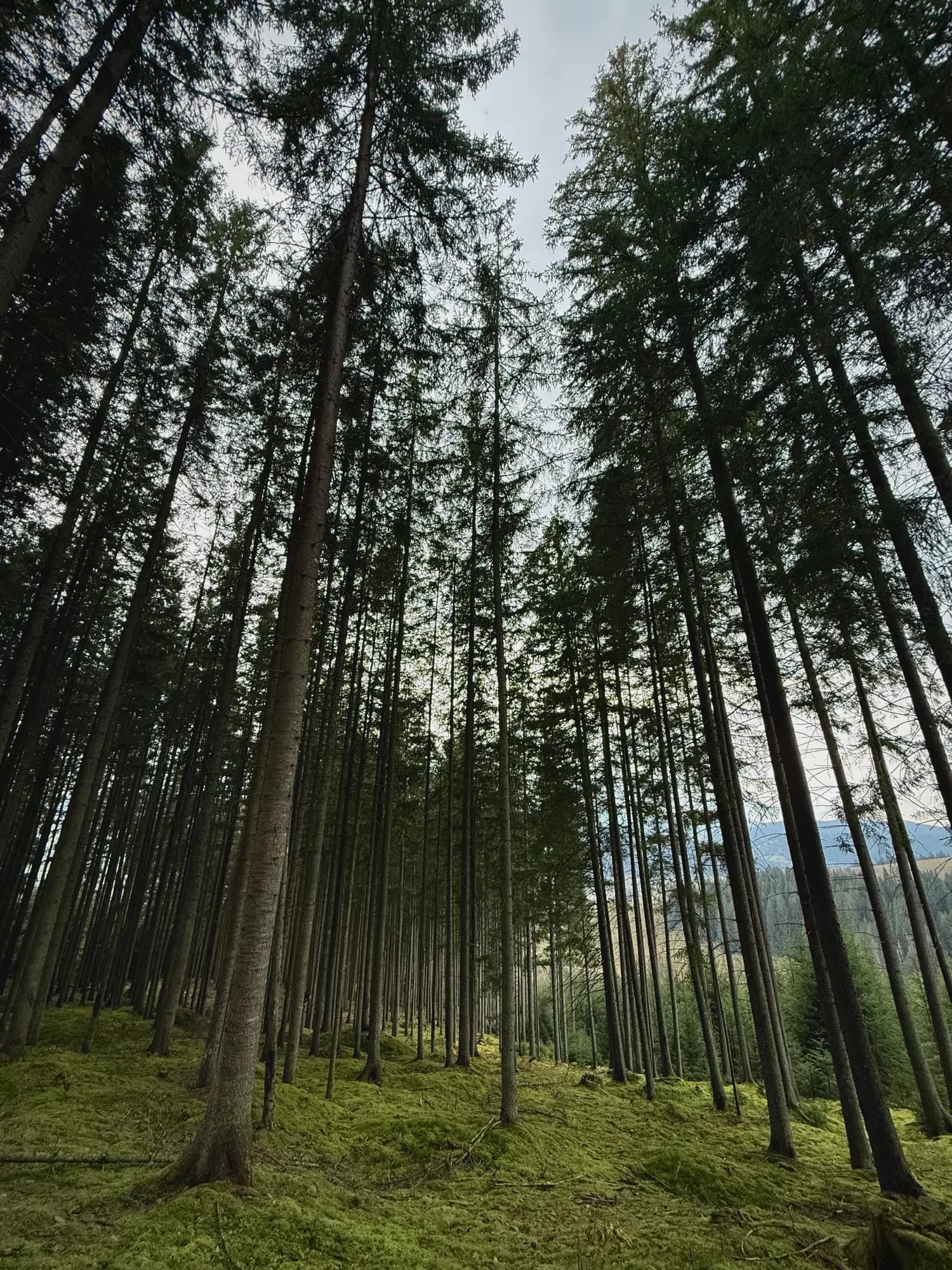 Priveliște panoramică din Bucovina