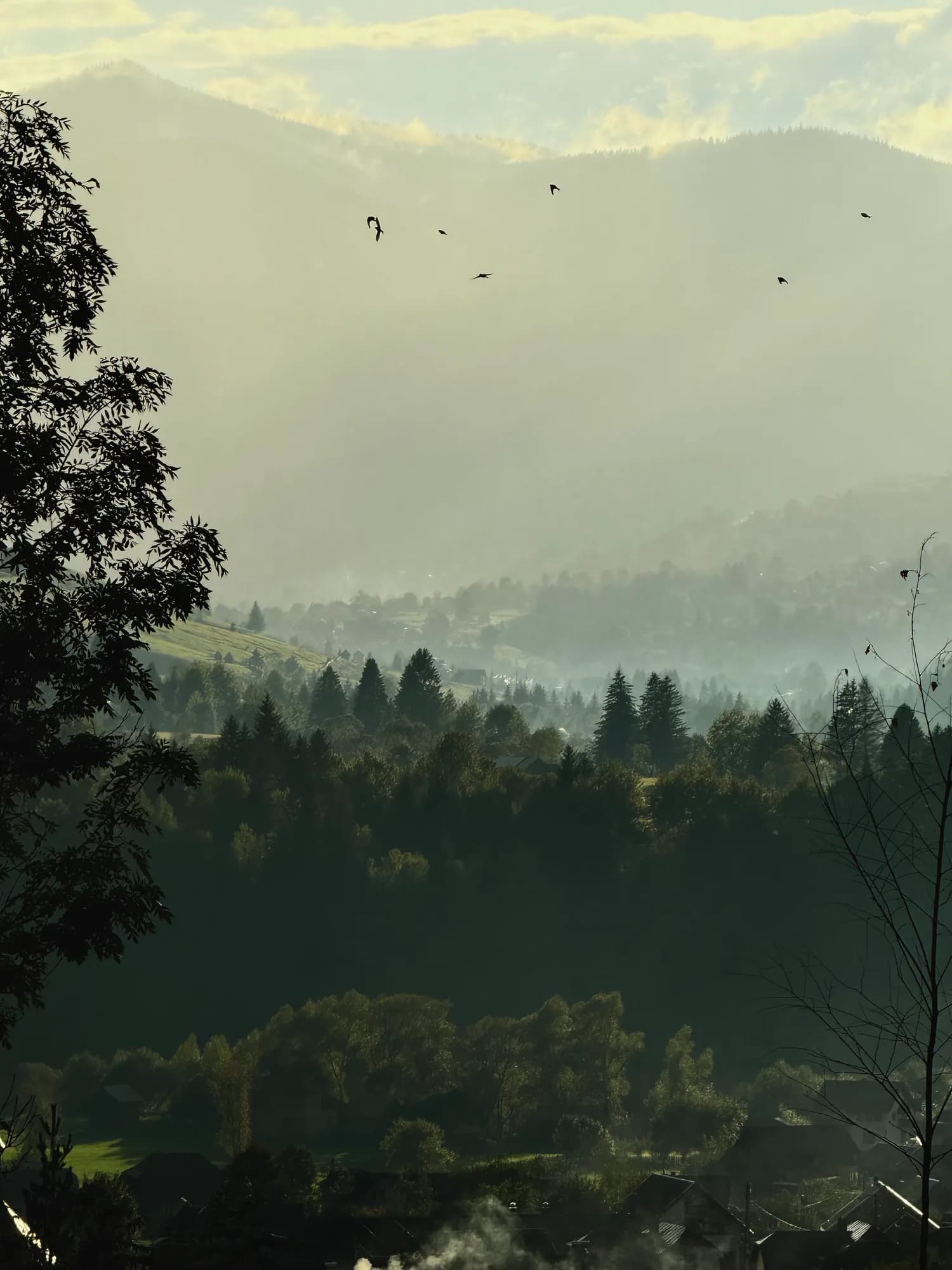 Pădure de brazi și lumină naturală
